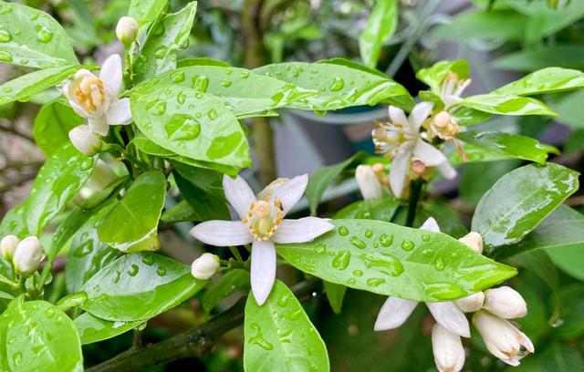 庭院适合种的果树有哪些 庭院种什么果树风水好又旺财，庭院适合种的果树有哪些（院子里养4种果树）