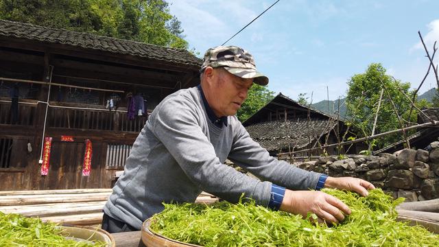 野生莓茶有什么功能，野生莓茶藤茶有什么功能（明朝士兵们打仗时常喝的“土家神茶”为何现在无人问津）