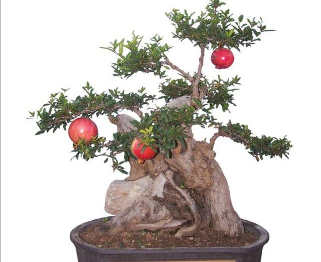 石榴盆景的养护,石榴盆景的养护和施肥(石榴养成漂亮的盆景)