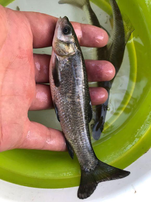 青鱼苗多少钱一斤(湖南怀化) - 价格百科