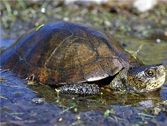 乌龟种类有哪些，乌龟种类有哪些品种（陆龟和水陆两栖龟区别）