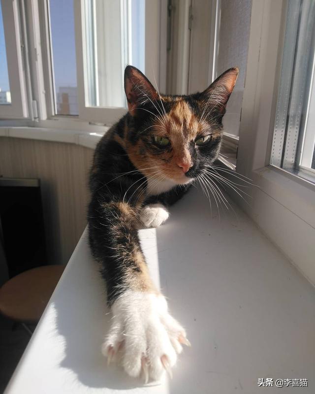 猫有九条命是真的吗，猫有九条命是真的吗蚂蚁庄园答案（铲屎官千万别抱着这种念头来养猫）