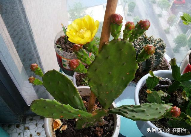 仙人掌会开花吗，仙人掌会开花吗多久开一次（枝叶迅速长满盆）