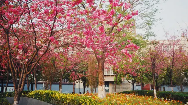 昆明周边好玩的地方，昆明周边好玩的地方有哪些（来到四季如春的昆明）