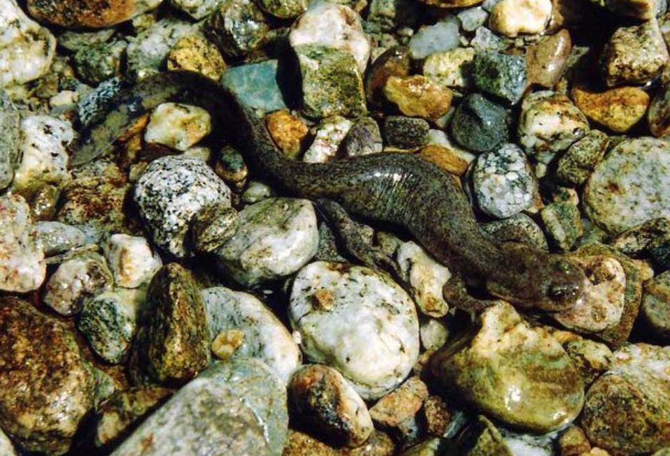 必应词典,中药材羌活鱼 - 玉三网