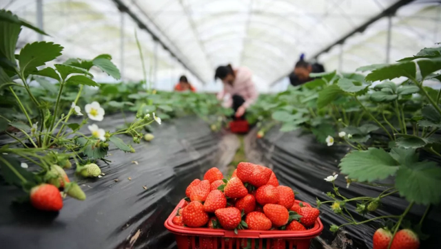 草莓基地在哪里，草莓的产地是哪（成都5个草莓基地）
