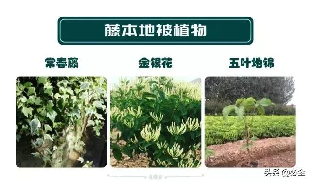 非洲茉莉，这些知识你是否具备（非洲茉莉花图片）