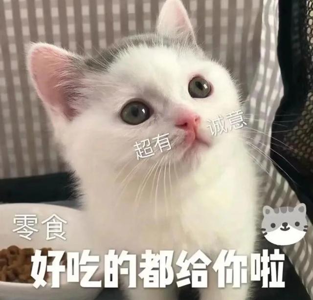 一对可爱狗狗表情包图集，情侣专用狗狗猫猫可可爱爱沙雕表情包