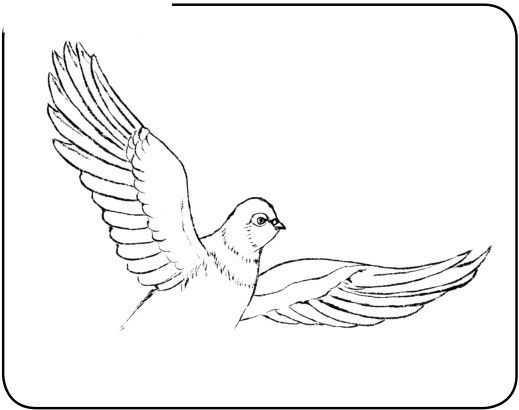 和平鸽的简笔画，和平鸽的简笔画法（中国画零基础入门教程）