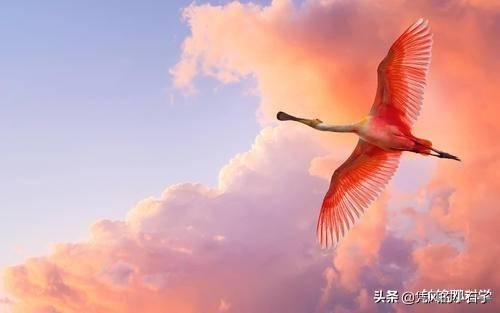 两栖动物的定义，自然界为什么没有三栖动物