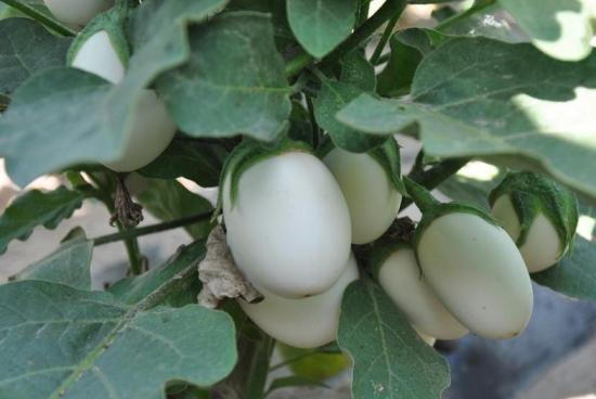 神奇的植物有哪些，世界上最神奇的植物（十种奇特的自然界植物）