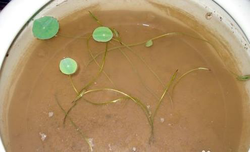 碗莲的种植方法，碗莲种植方法（花开娇艳又好看）