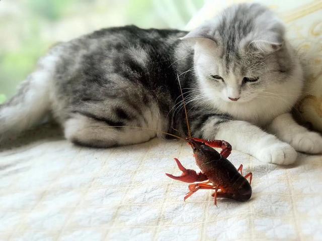 七夕和鬼节是一个吗 鬼节和七夕是同一个节日吗，七夕和鬼节是一个吗（七夕和鬼节的关系）