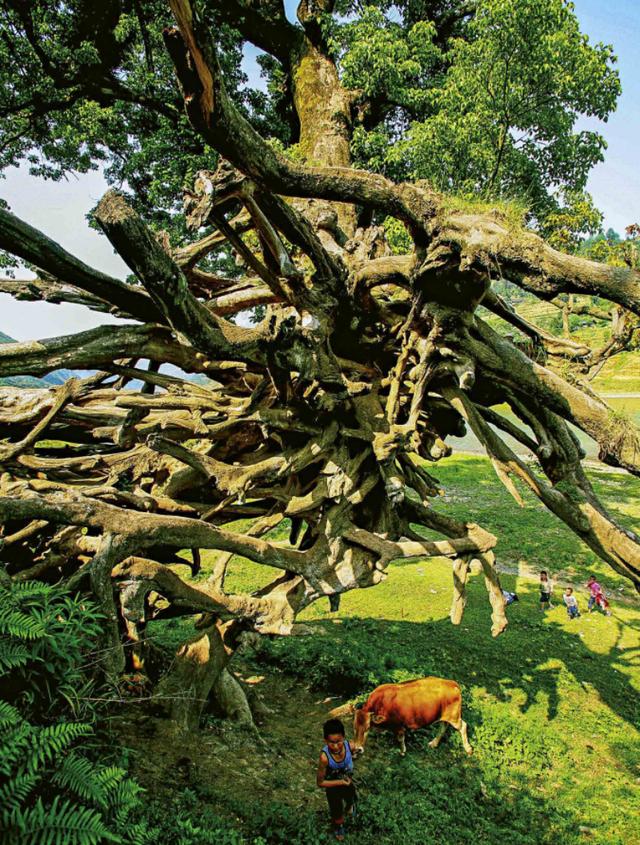 乌江道上古诗李白，乌江道上古诗李白没铁（乌江道上古诗李白赏析）