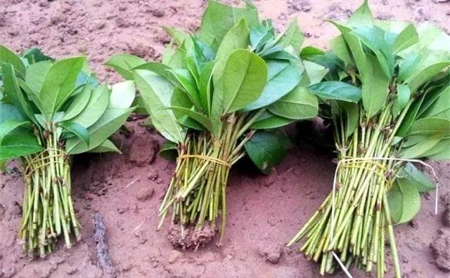 自制雾状小喷壶，自制实用喷水壶（它是扦插万能土）