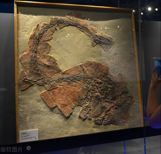 如何区分胎生和卵生，如何区分胎生和卵生植物（为什么要选择疼痛难忍的胎生）