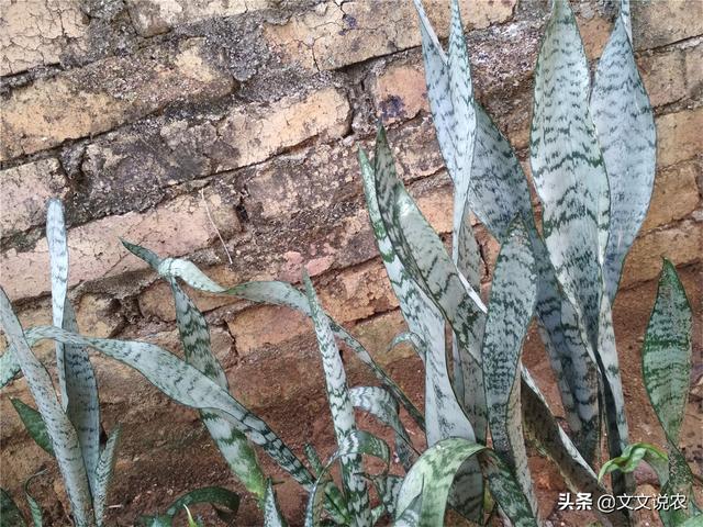 虎皮剑兰的养殖方法，虎皮剑兰的养殖方法和注意事项浇水（新手也能种好虎皮剑兰）