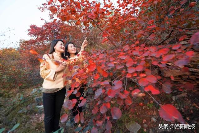 香炉峰海拔多少米，巴岳山海拔多少米（叮咚！来偃师香炉峰看红叶吧）