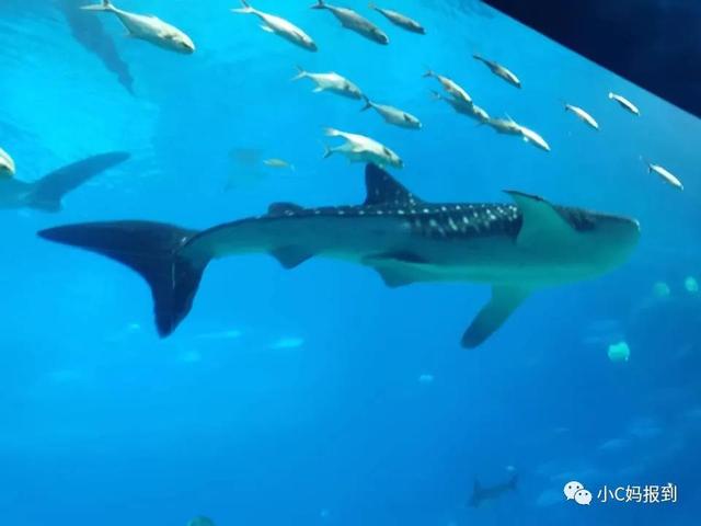 珠海长隆游玩攻略，珠海长隆游玩攻略图（带娃去珠海长隆该怎么玩）