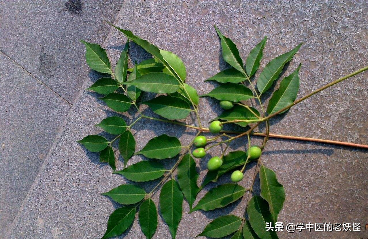 苦楝皮的功效与作用,苦楝皮的作用(每天学习一味中药——苦楝皮)