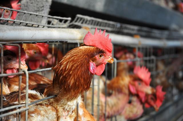 柴鸡养殖技术，柴鸡养殖基地（三黄鸡养殖方法与技术要点分析）