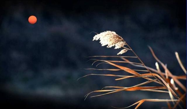 带夜的诗句，带夜的诗句飞花令100句（在寒夜里读首古诗词）