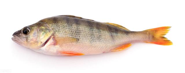 鲈鱼为何要少吃，鲈鱼为何要少吃光（市场活鲈鱼是海鱼还是淡水鱼）