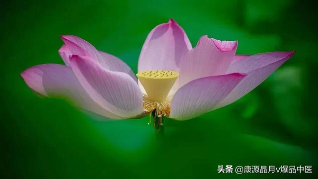 刮痧是伤气还是补气，拔罐是伤气还是补气（中暑的中医急救）