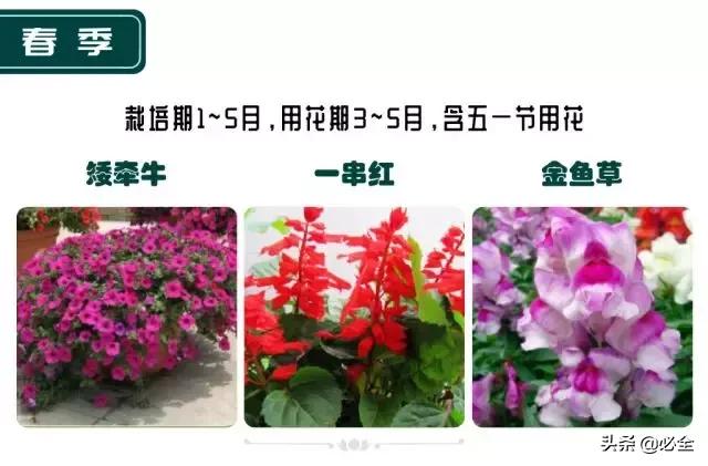 非洲茉莉，这些知识你是否具备（非洲茉莉花图片）