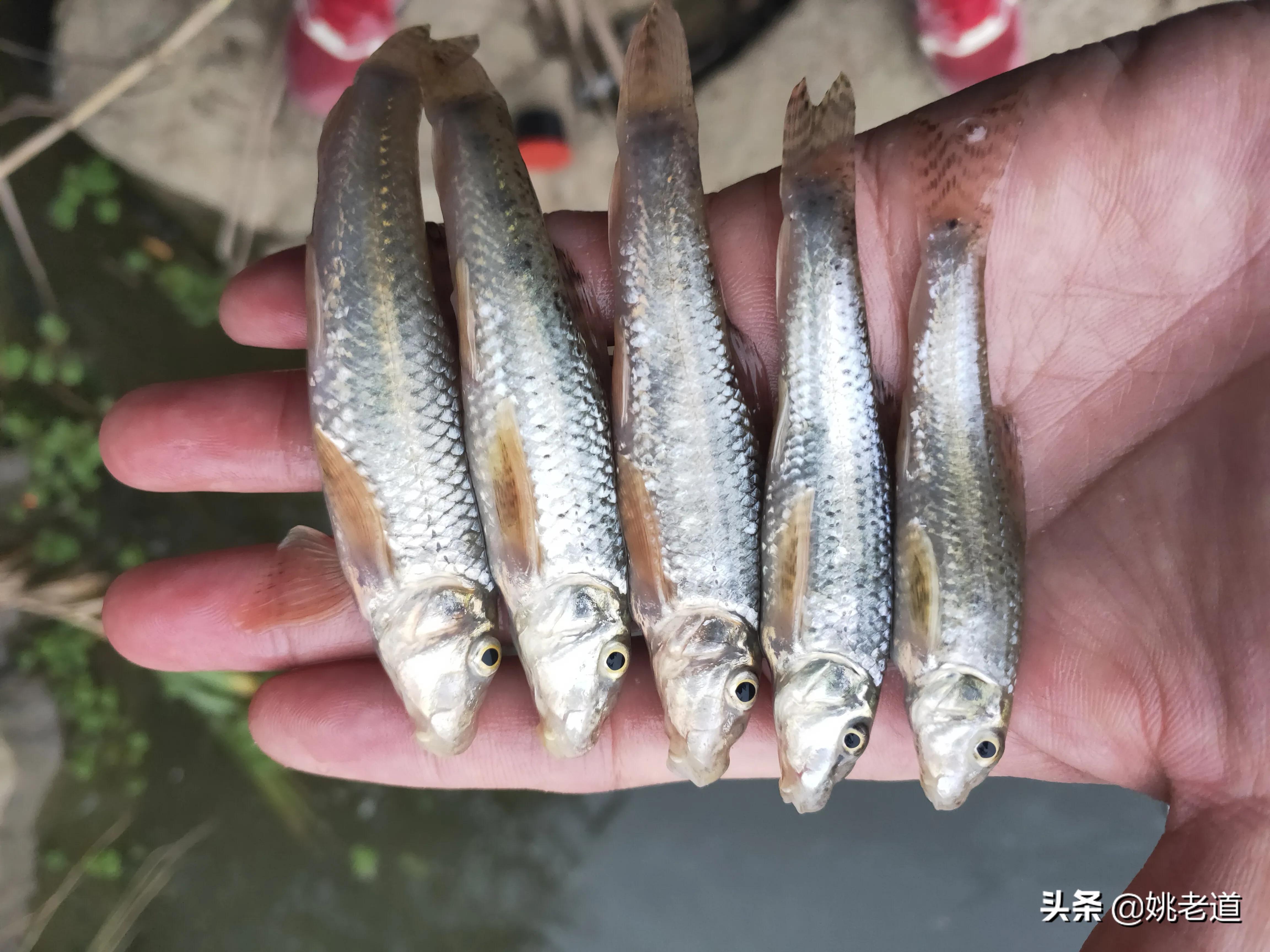 天冷野钓鲫鱼技巧：蚯蚓作饵实战教学视频分享，助你寒冬轻松上鱼