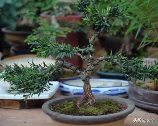 黄杨树修剪教程方法图片，黄杨球的修剪方法及注意事项（黄杨的修剪诀窍）