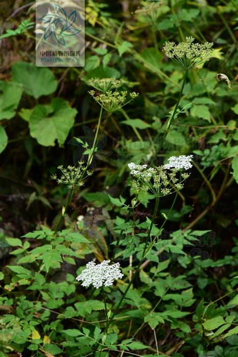 本草图经作者是谁，《本草图经》的作者（芎藭 蘼蕪 藁本）