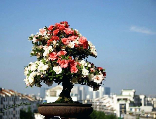日本杜鹃盆景养殖方法，最实用的方法养出最美的花