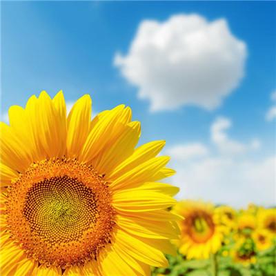 女人好运平安吉利微信头像，2022女人好运吉利头像（保佑好运的吉利微信头像）