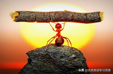 ants怎么读，ant怎么读（英语原版阅读：Ants）