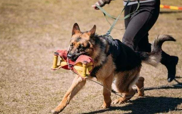 德国牧羊犬和罗威纳哪个好，为何养德国牧羊犬的人比罗威纳多