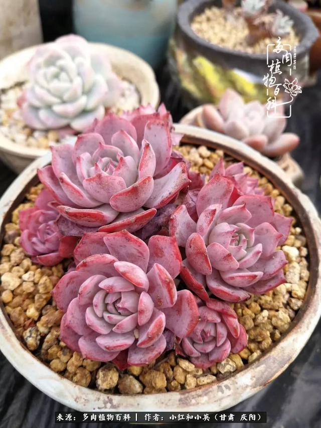 姐妹情深的句子，姐妹情深的句子简短（赏娇媚多肉，忆姐妹情深）