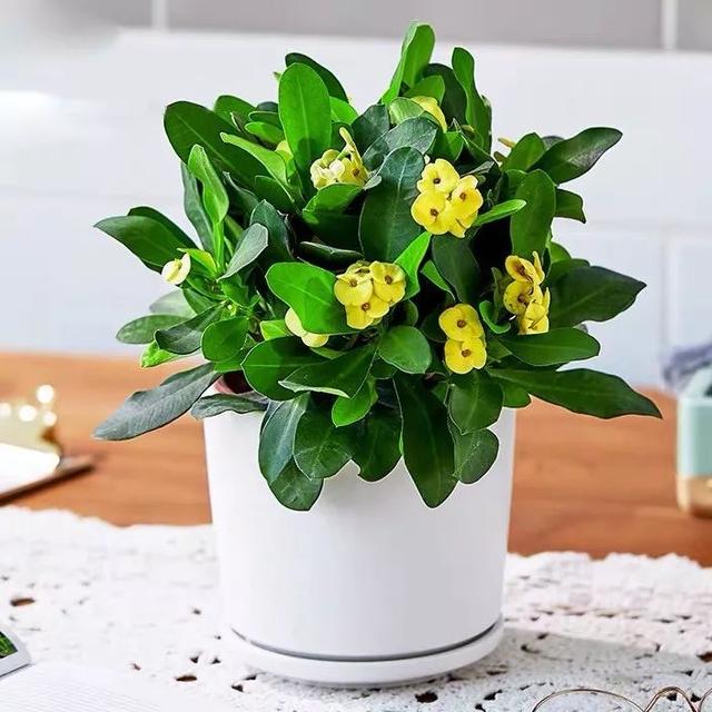 春夏秋冬四季什么花好看，这十种花几乎一年四季都开花