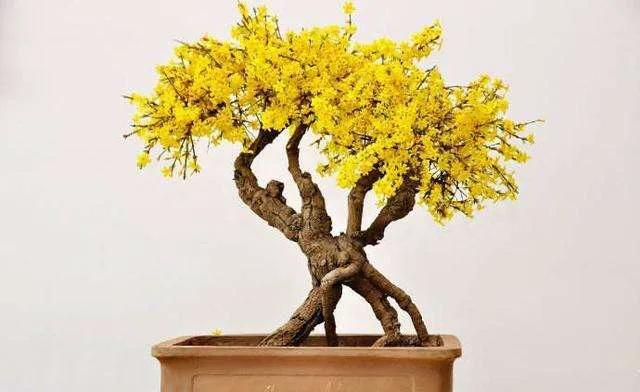 迎春花的特点,迎春花的栽植(九寨迎春花的特点)