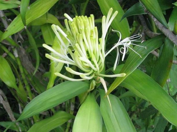 花开富贵是什么花，代表富贵和幸福的花（“有灵气”的2种花）