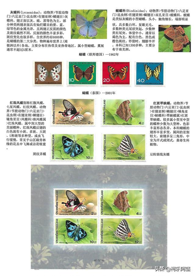 蝴蝶和蛾子的区别，蝴蝶和飞蛾有什么区别（鳞翅目昆虫-蝴蝶与蛾）