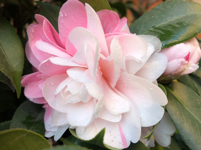 perfume组合，如何评价Perfume香水组合（家里养组合香水花）