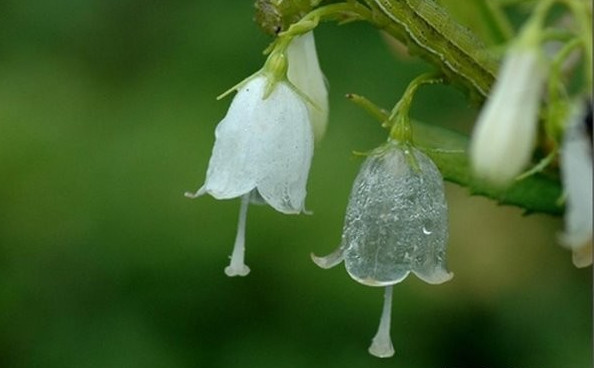 世中逢尔雨中逢花网名，世中逢尔雨中逢花微信昵称（一淋雨就变成透明水晶）
