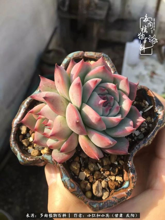 姐妹情深的句子，姐妹情深的句子简短（赏娇媚多肉，忆姐妹情深）