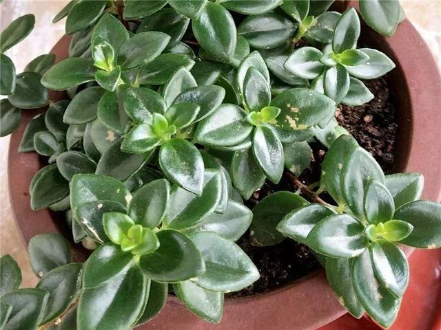 金鱼吊兰怎么养才开花，1年四季都能开花