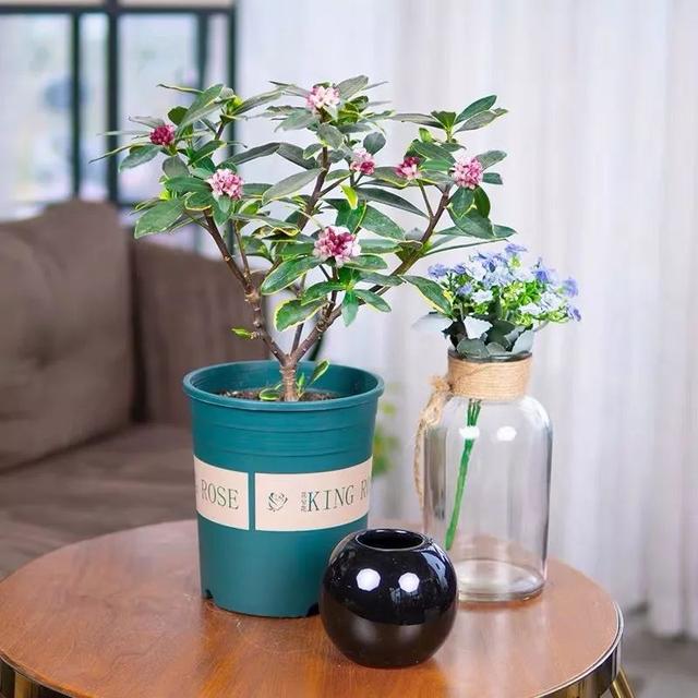 我国国花是什么花，中国国花是什么花（中国国花是什么花）