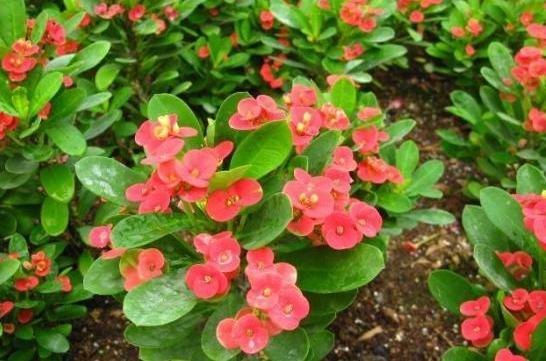 刺梅怎么扦插，虎刺梅什么时候扦插最好（虎刺梅扦插“诀窍”）