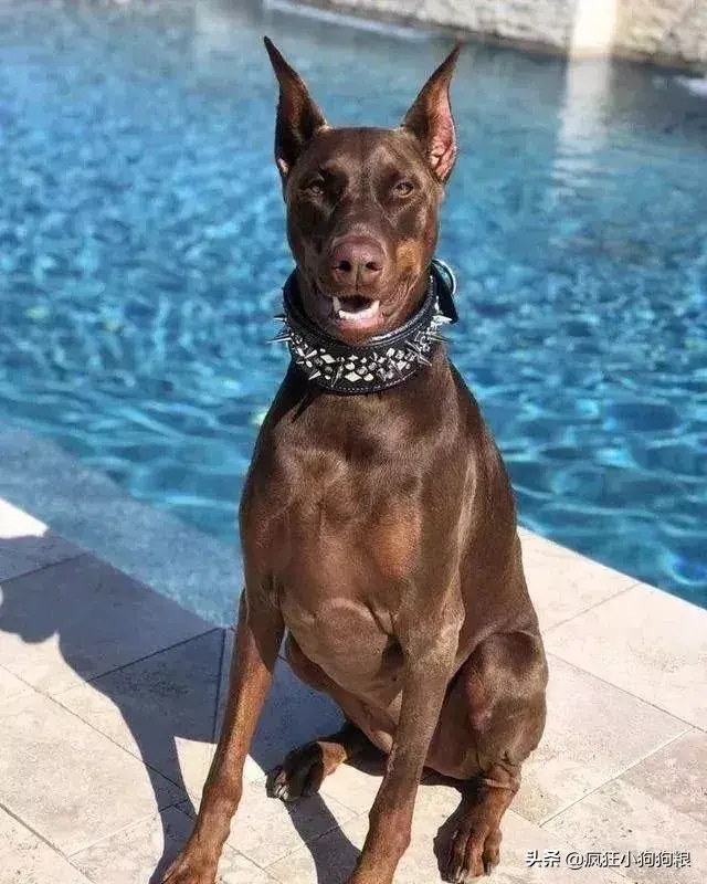 哈士奇智商排名，哈士奇智商在狗界排名多少位（前十和倒数前十）