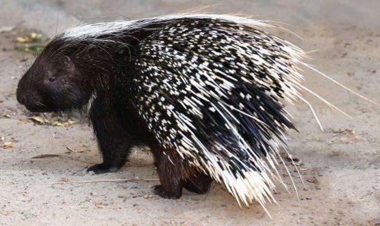 哺乳动物有哪些，世界上哺乳类动物有哪些（哺乳类动物和图片）