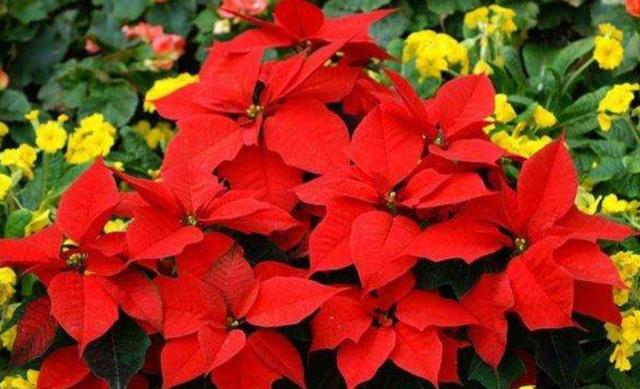 冬天开的花有哪些，冬天开的花有哪些花名颜色（家里养上5种花，天冷也有花看）